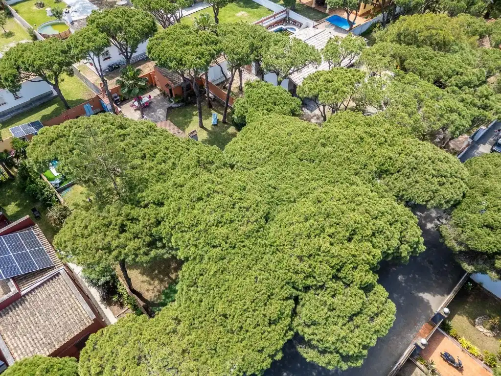 Vista exterior de Casa o xalet en venda en Chiclana de la Frontera amb Aire condicionat, Calefacció i Jardí privat