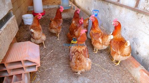 Photo 5 of House or chalet for sale in Carrer del Roser, 39, Riudarenes, Girona