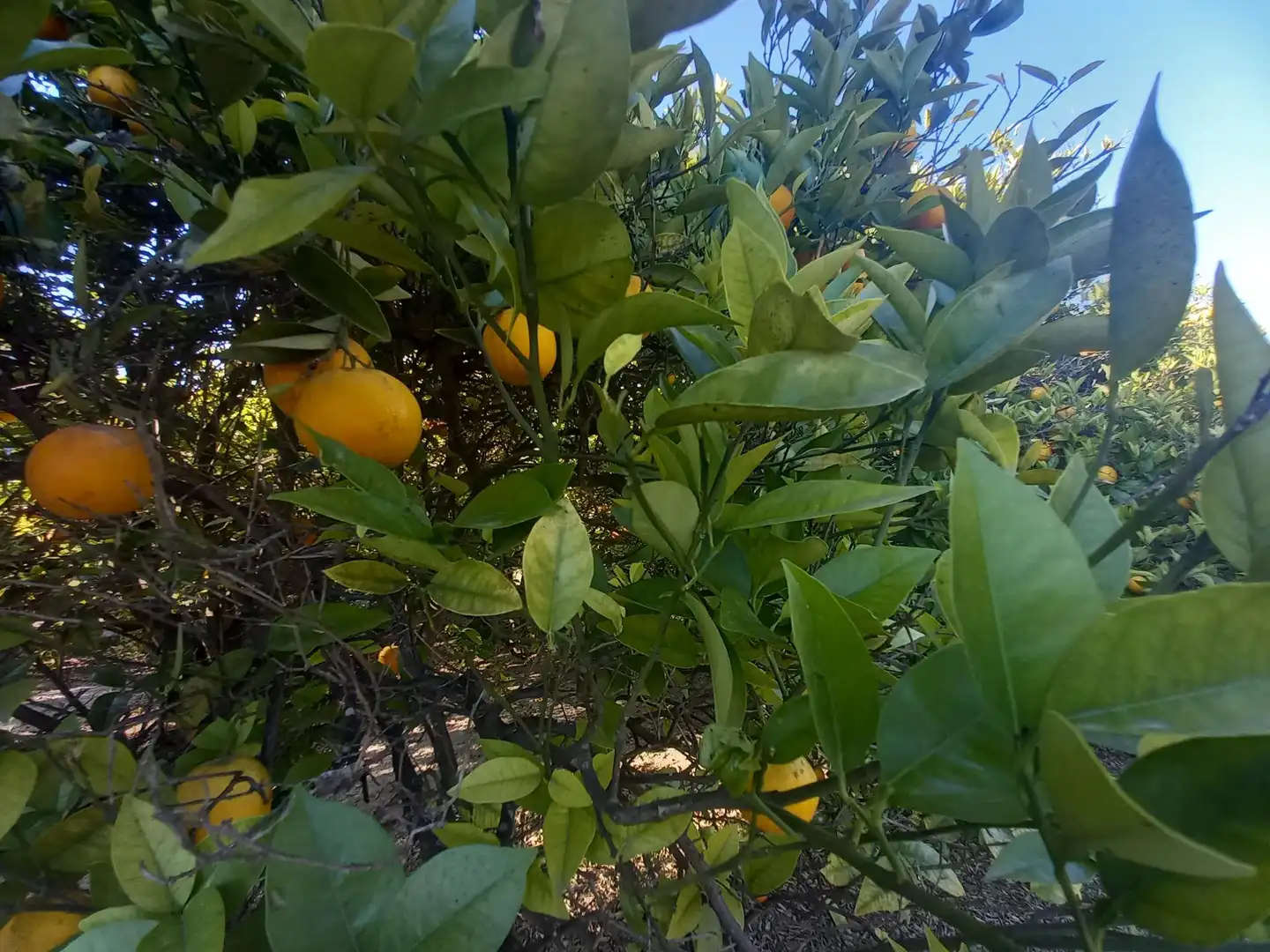 Jardín de Casa o chalet en venta en Elche / Elx