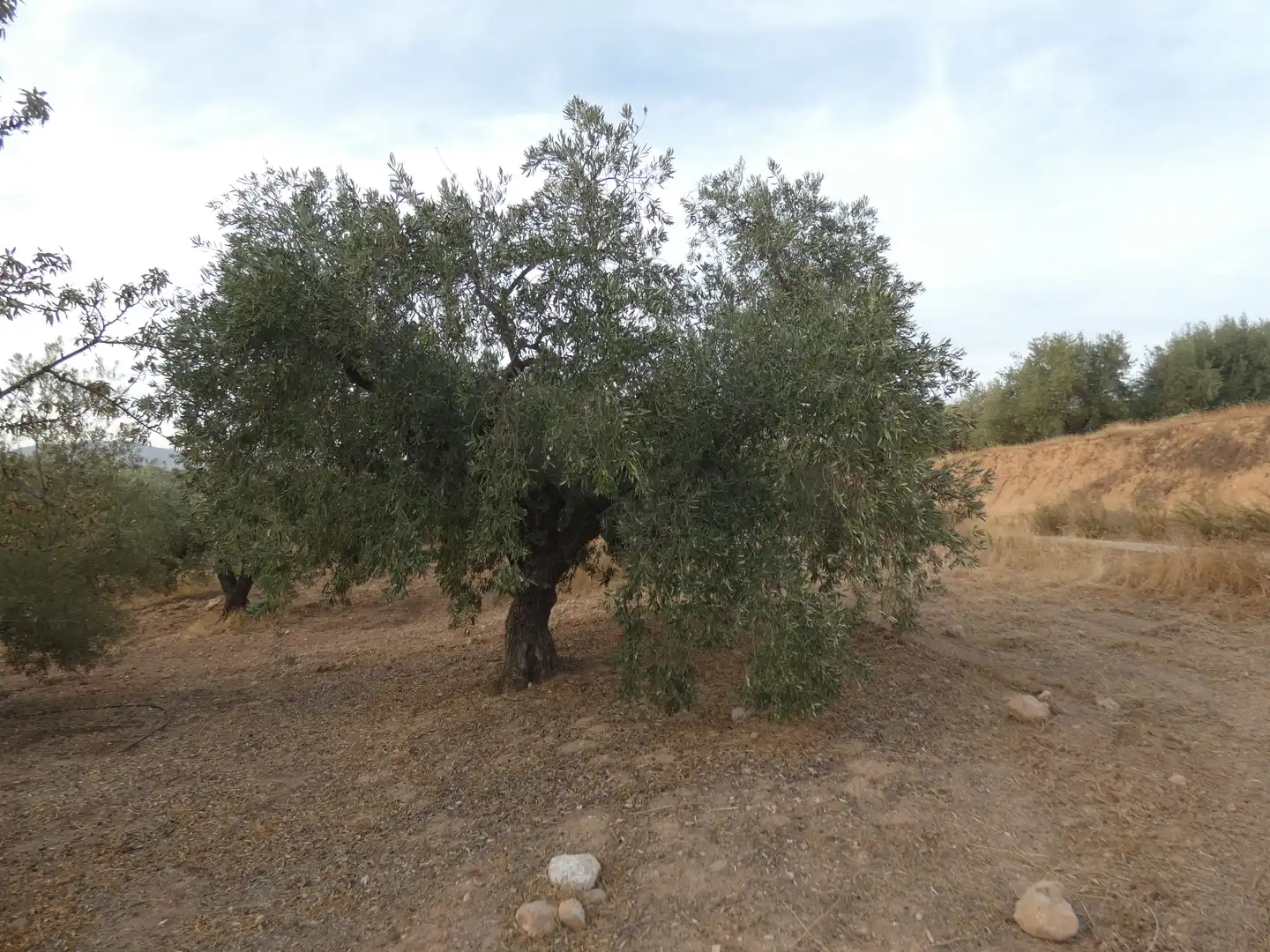 Terreni e lotti in vendita a Cogollos de la Vega, imagen 2