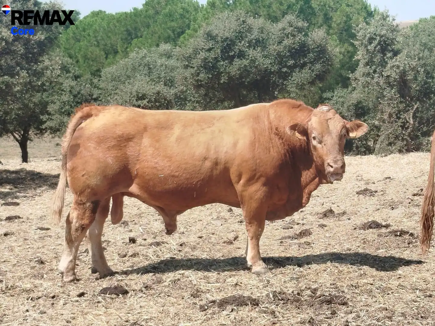 Exterior view of Land for sale in Valencia de las Torres