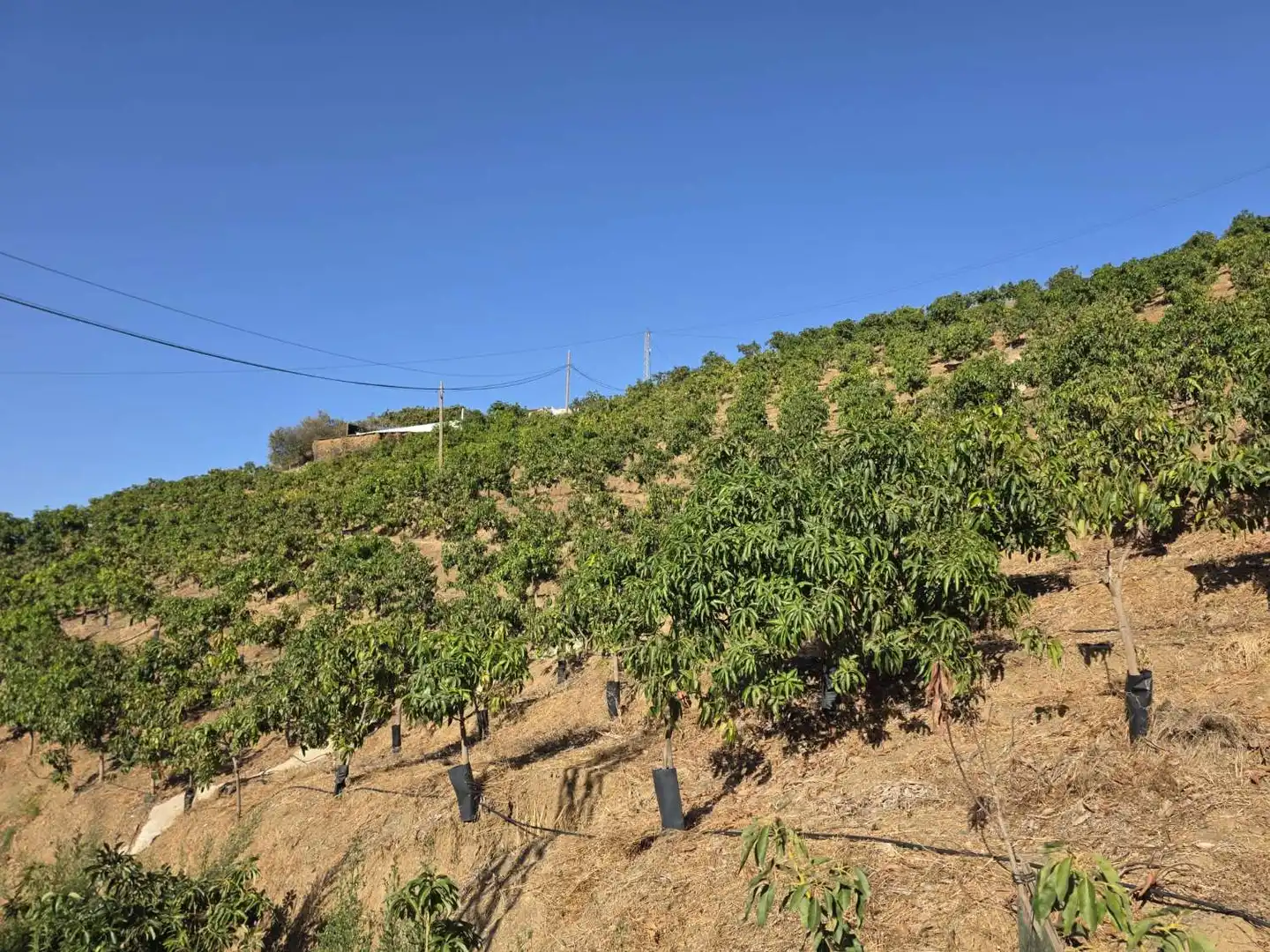Finca rústica en venta en Benamocarra con Terraza y Piscina