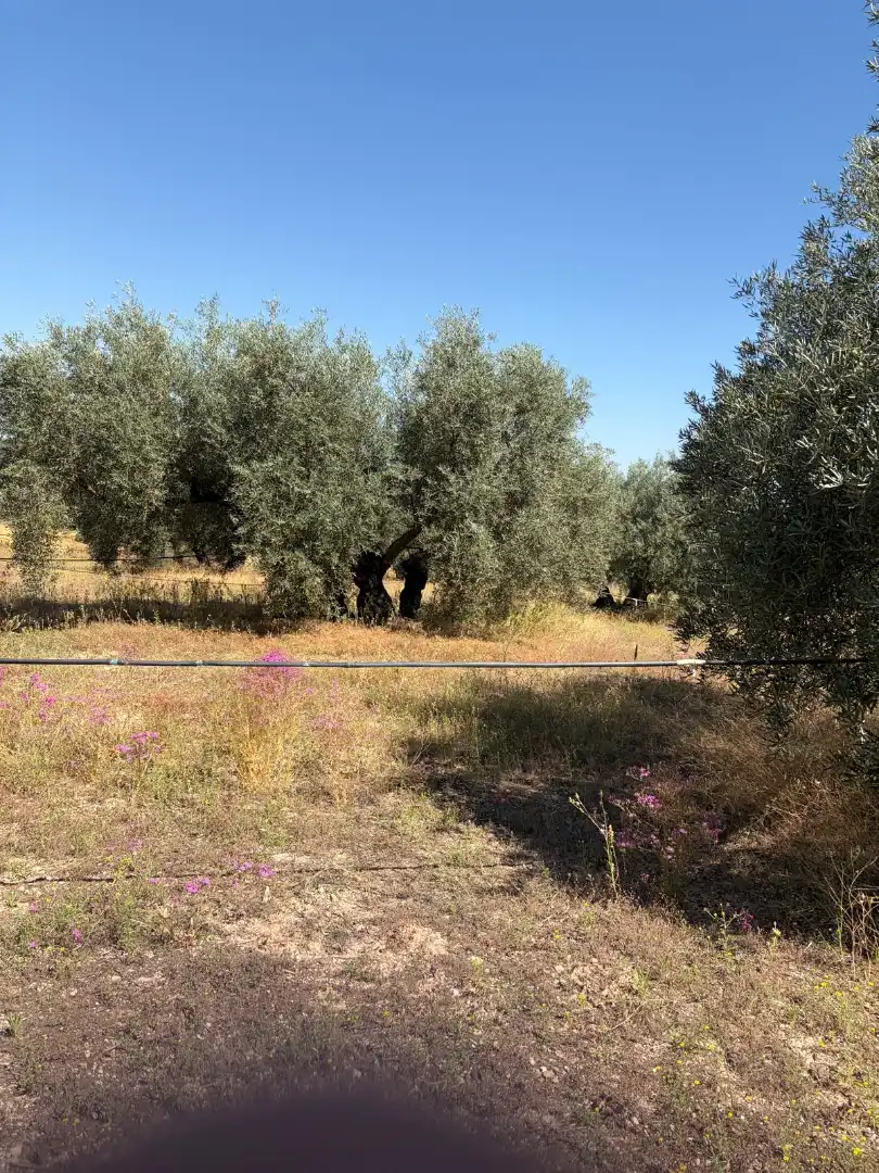 Terreny rústic en venda a Aguilar de la Frontera, imagen 5