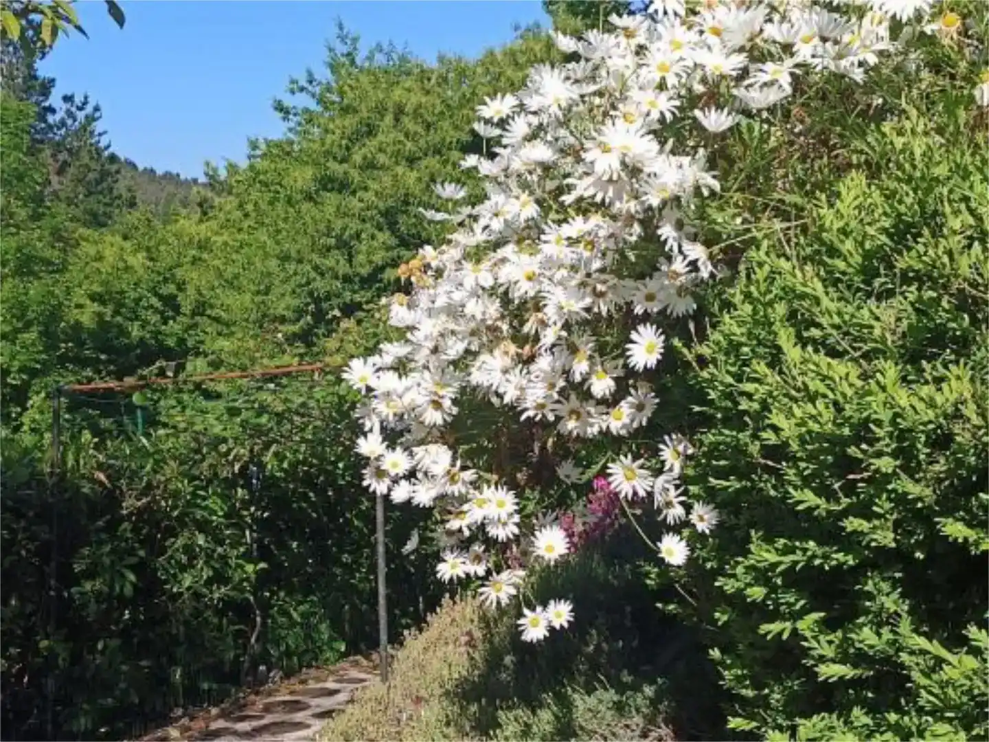 Jardí de Finca rústica en venda en San Sadurniño amb Jardí privat