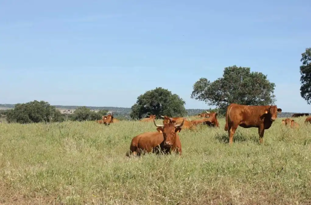 Terreni e lotti in vendita a Carretera de Sevilla - Los Montitos, imagen 2