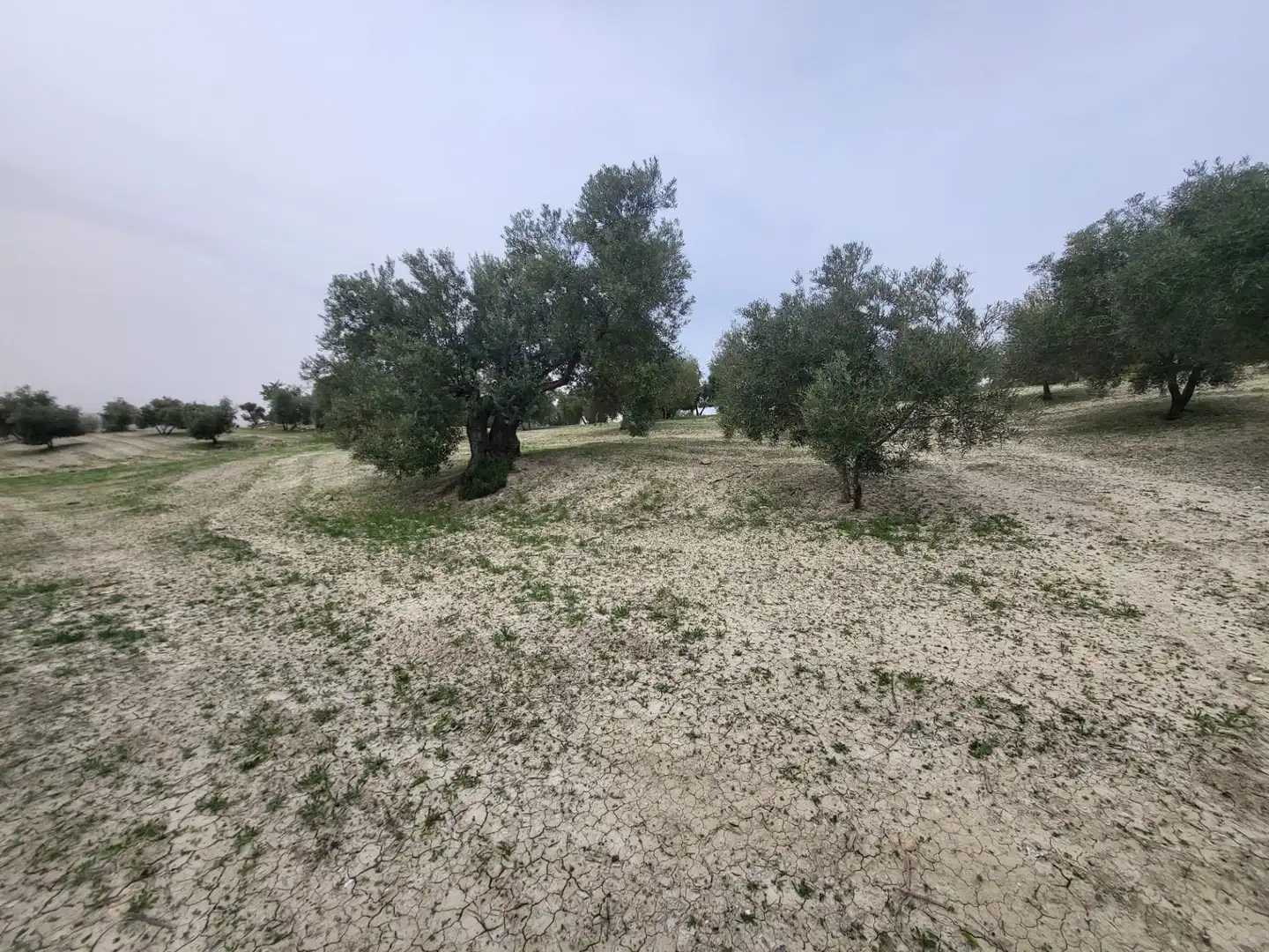 Rustikales Grundstück zum Verkauf in Güevéjar, imagen 3