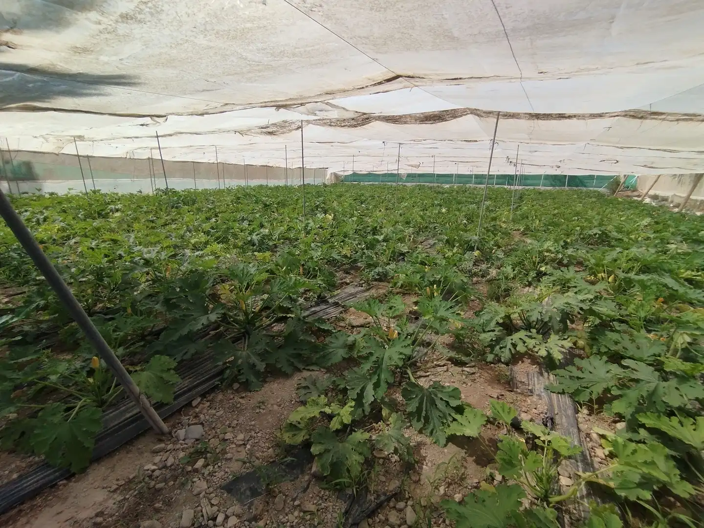 Terreno rustico in vendita a Santa Fe de Mondújar, imagen 38