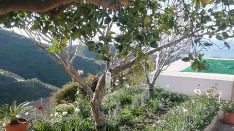 Excelente finca en El Morche, image 5