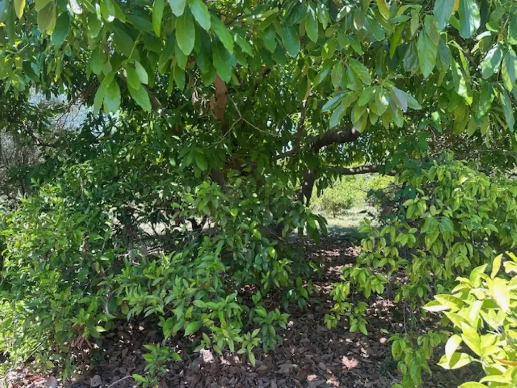 Terreno en venta en La Font d'en Carròs