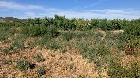 FINCA RÚSTICA, immagine 4