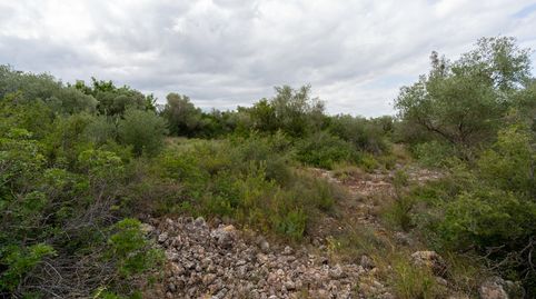 Finca rústica de 9000 m2 con agua de pozo comunitario, imatge 2