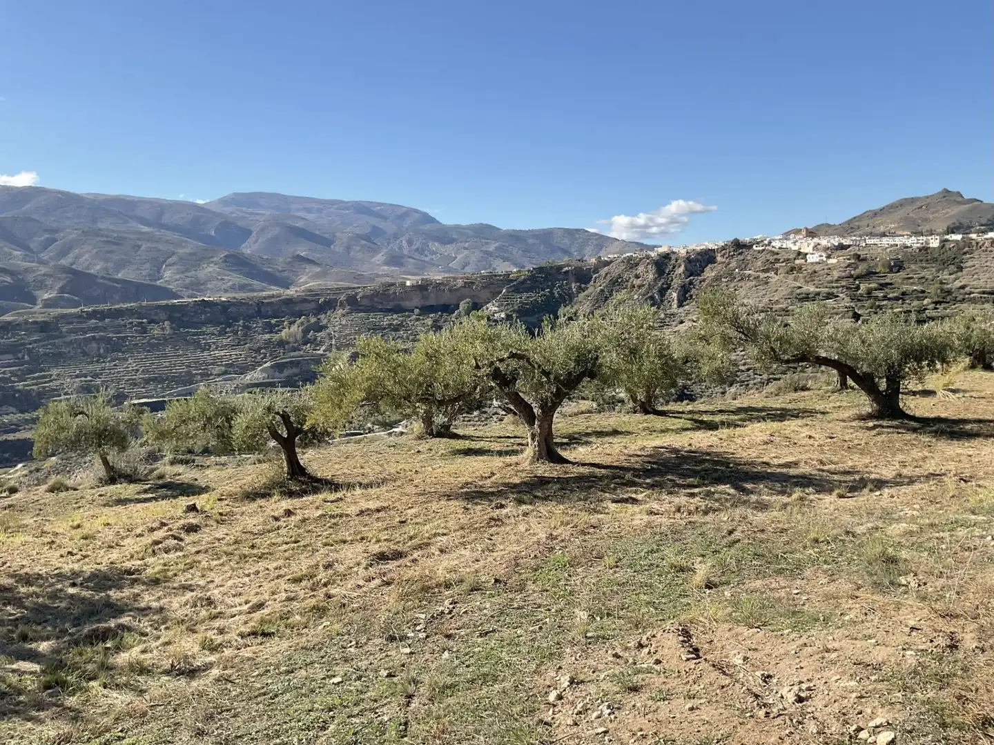 Land for sale in Padules