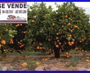 Jardí de Terreny en venda en La Pobla de Farnals