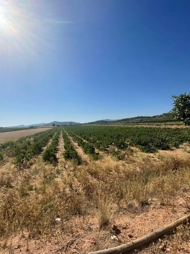 Terreno rústico en venta en El Pinós / Pinoso, imagen 18