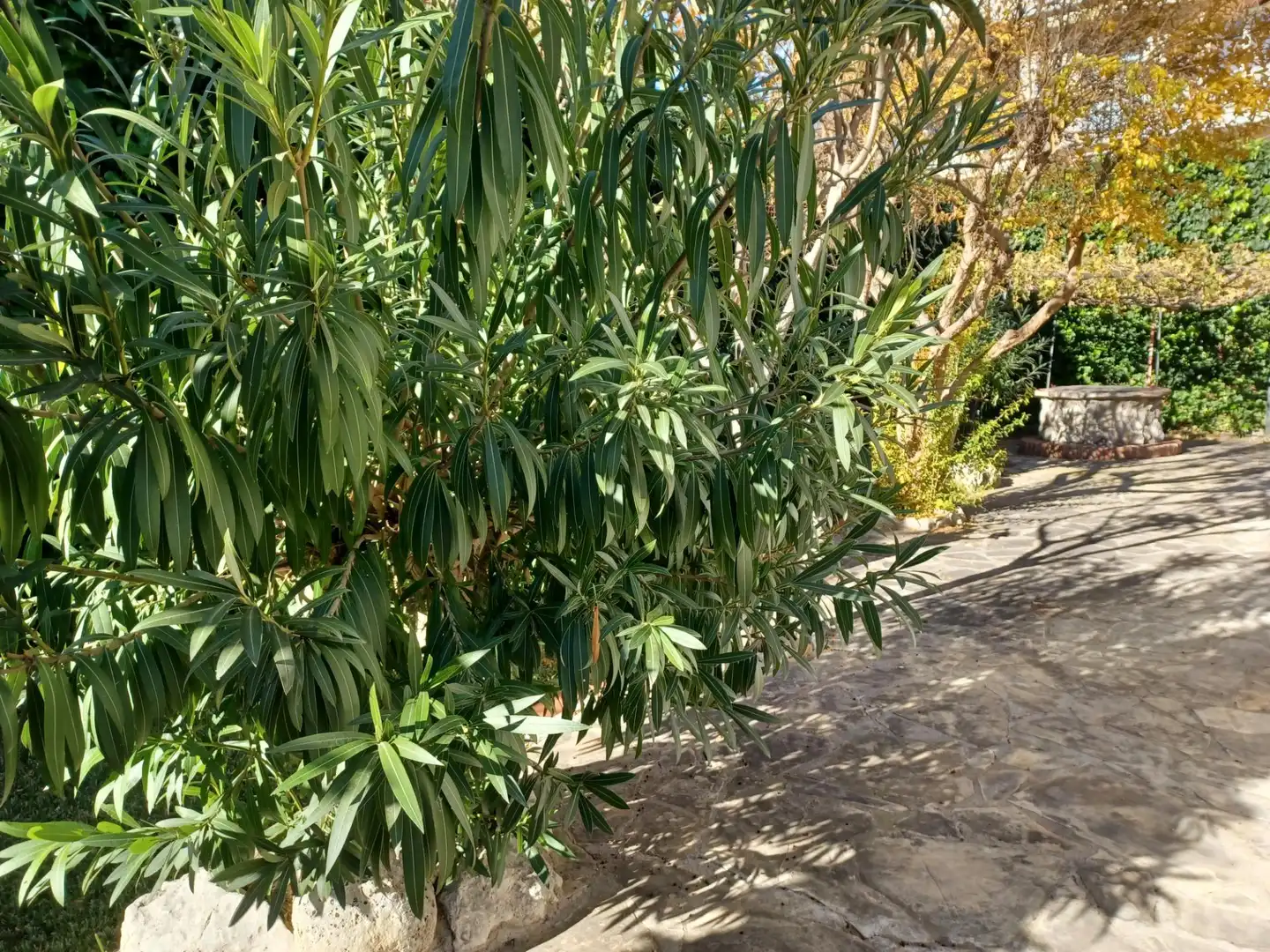 Jardí de Casa o xalet en venda en Cubelles amb Jardí privat