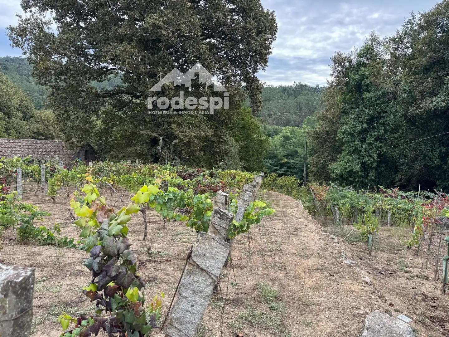 Others for sale in Cortegada, imagen 10
