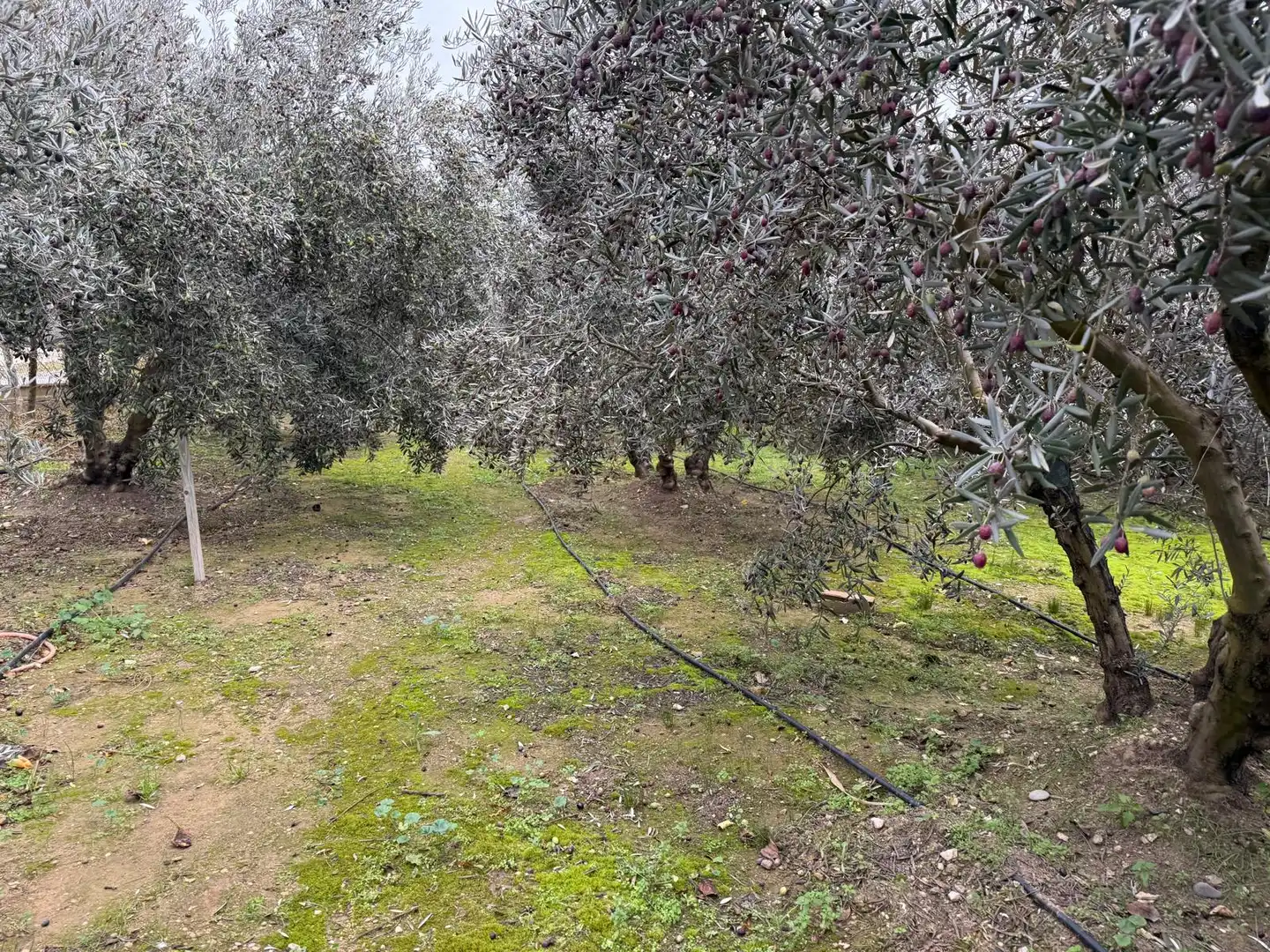 Finca rústica en venta en Torres de Segre con Jardín privado, Terraza y Internet