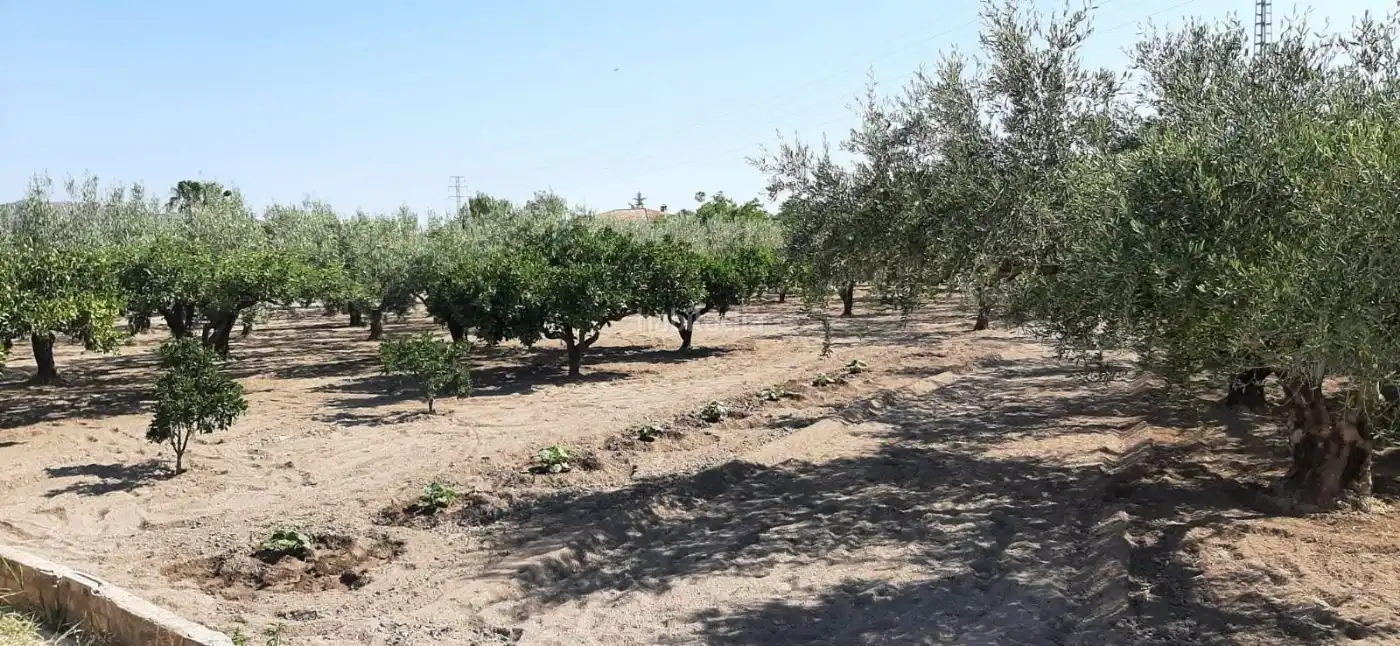 Terrain rustique à vendre à Carrer de l'Alcalde Paco Montes 43