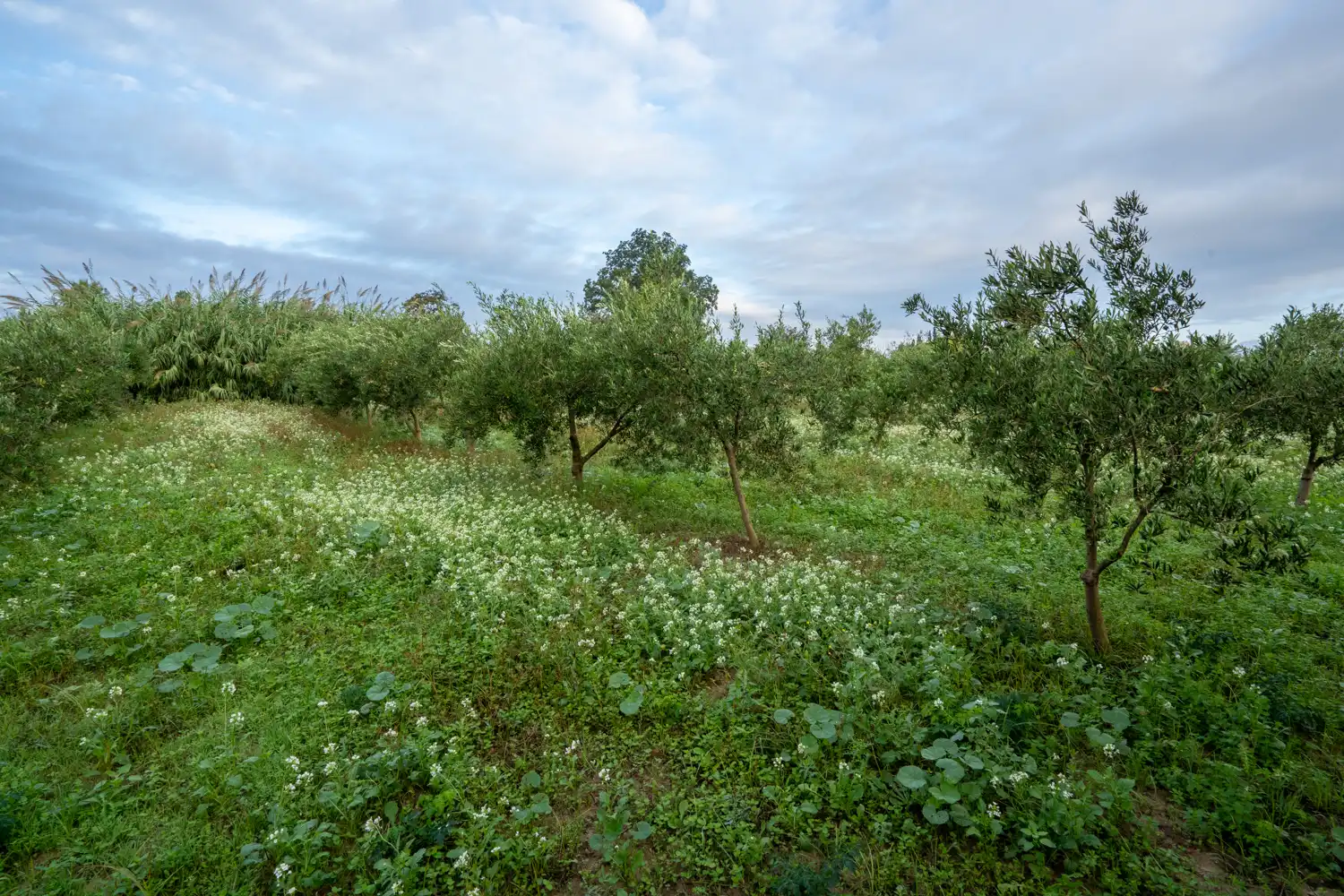 Terreny rústic en venda a Camí del Lloron de Tortosa 28, imagen 21