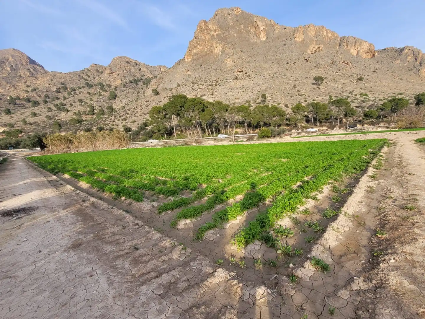Terreno rustico in vendita a Montepinar - La Aparecida - Raiguero, imagen 3