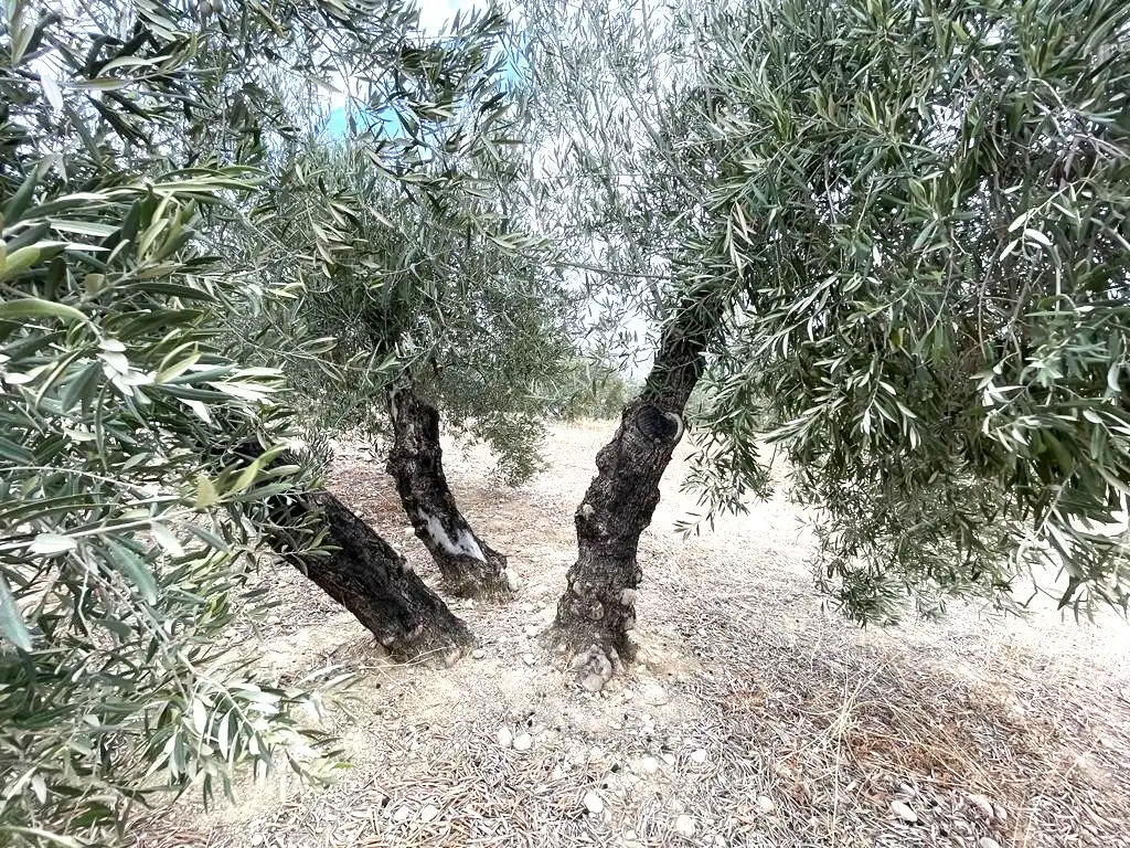 Terreni e lotti in vendita a Proc. Simplificado, imagen 21