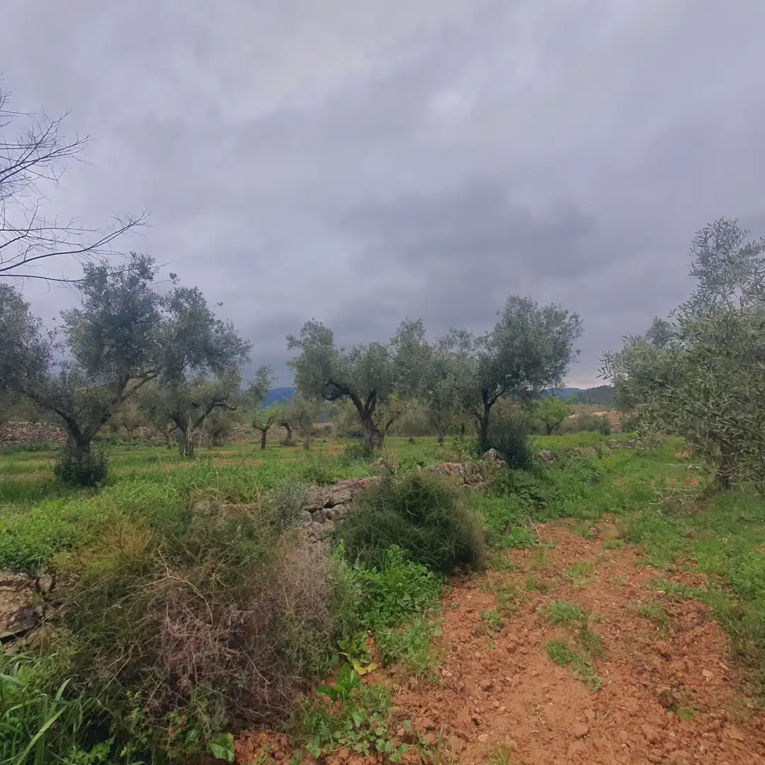 Rustikales Grundstück zum Verkauf in El Pinell de Brai, imagen 6