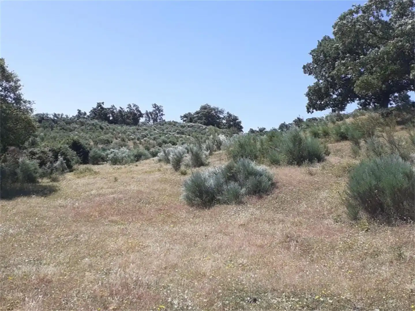Terreno en venta en Valencia de Alcántara