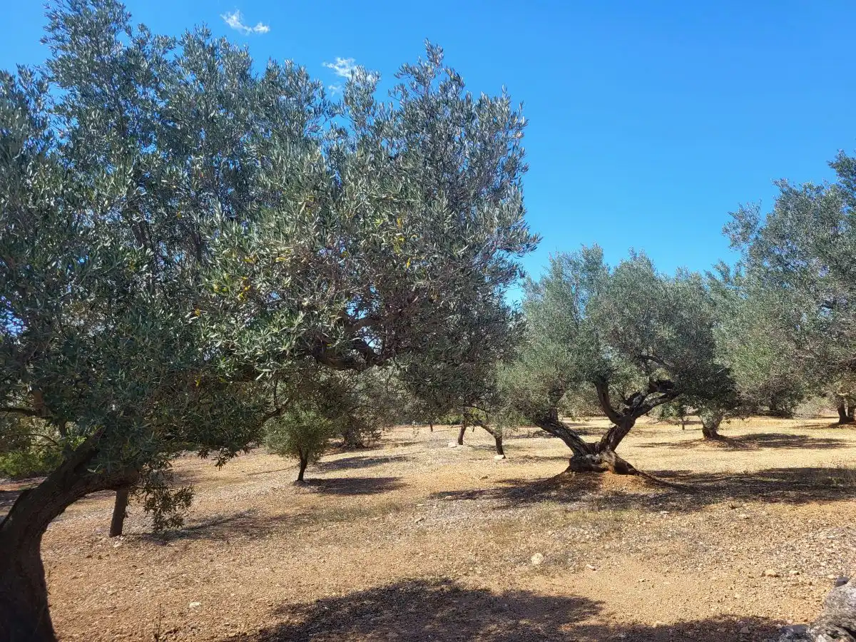Country house for sale in Bassa del mig, imagen 8