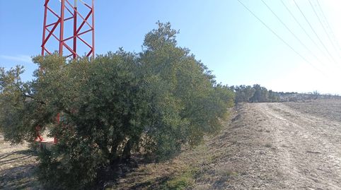 Finca de olivos a la venta en Chimeneas., immagine 5