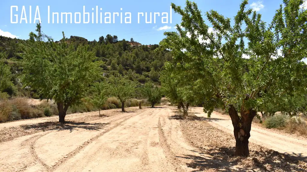 Terreny rústic en venda a Maella, imagen 7