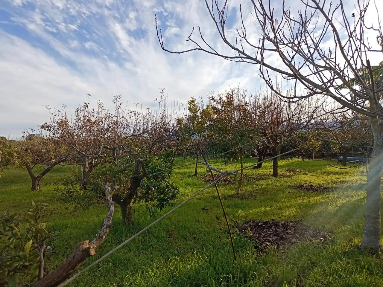 Country homes for sale in Sueca