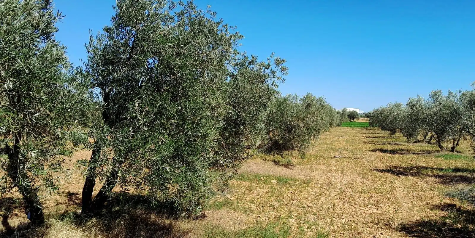 Rural land for sale in Valdepeñas, imagen 8