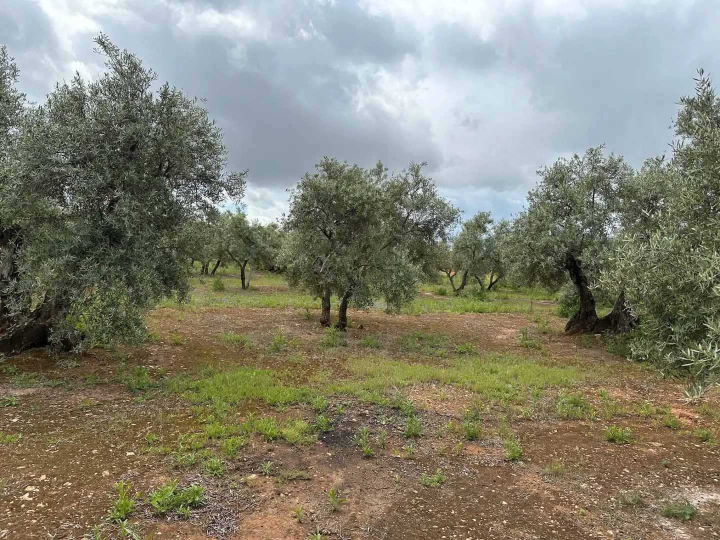 Terreni e lotti in vendita a Torreblascopedro, imagen 7
