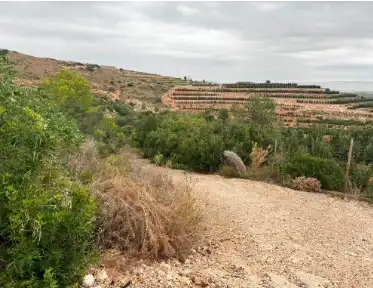 Terreny rústic en venda a Carlet, imagen 5