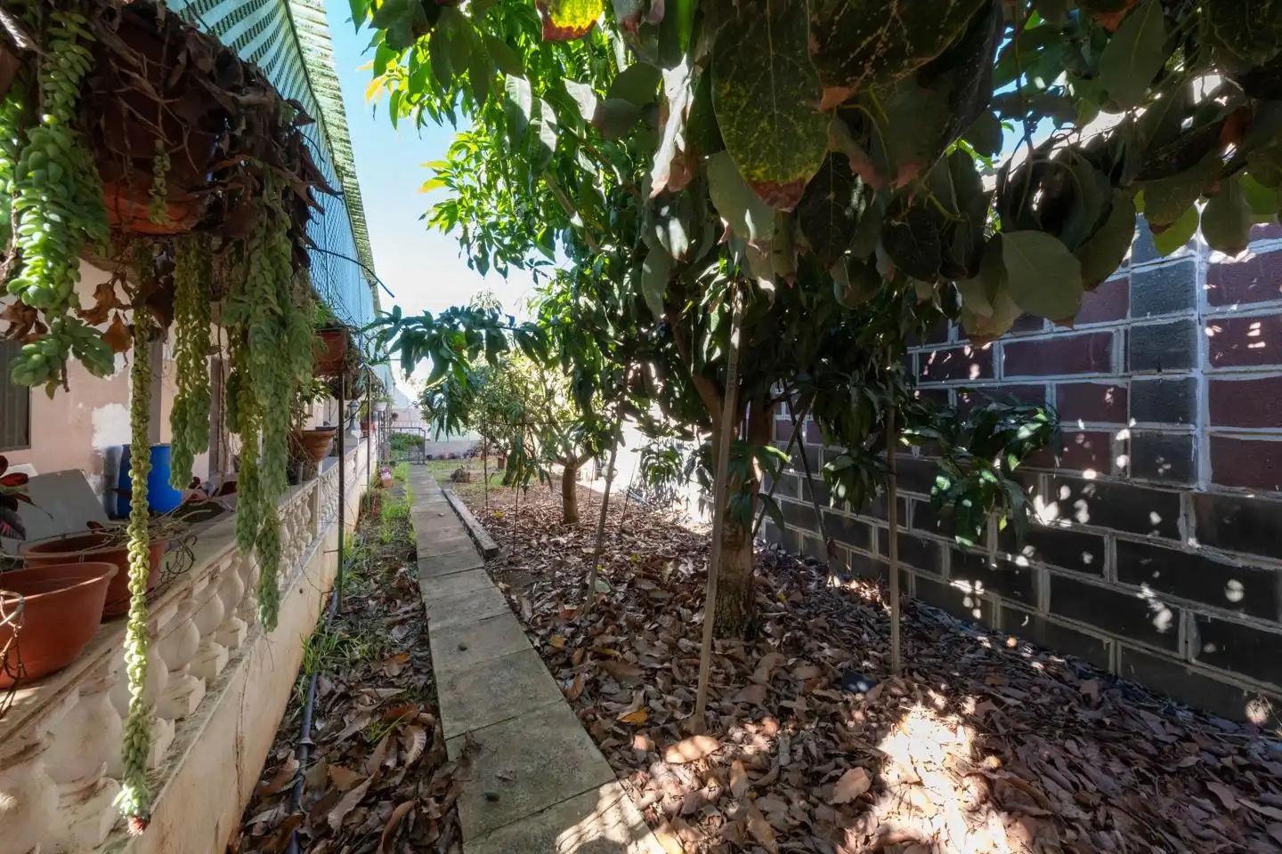 Garden of Country homes for sale in Gáldar
