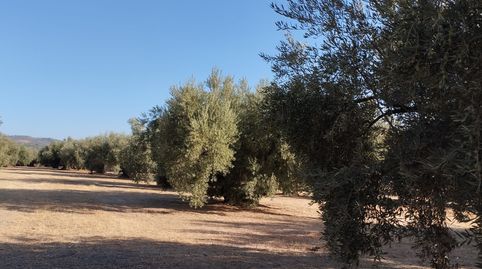 OLIVAR TRADICIONAL A PIE DE CARRETERA TOTALMENTE LLANO, immagine 4