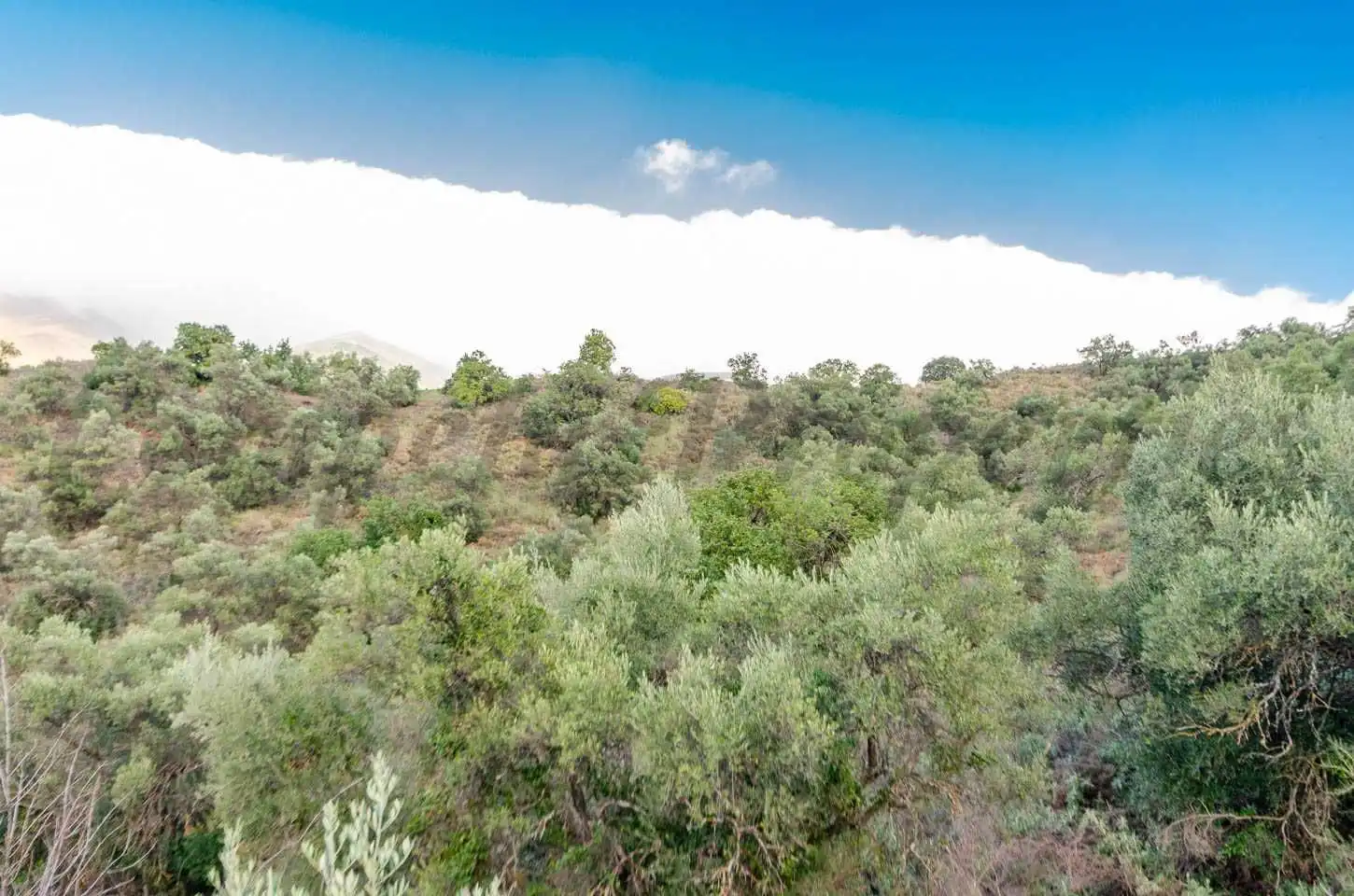 Terreno rustico in vendita a Salares, imagen 5