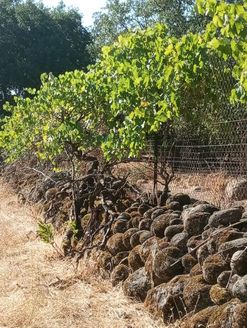 Terreni e lotti in vendita a Candeleda, imagen 17