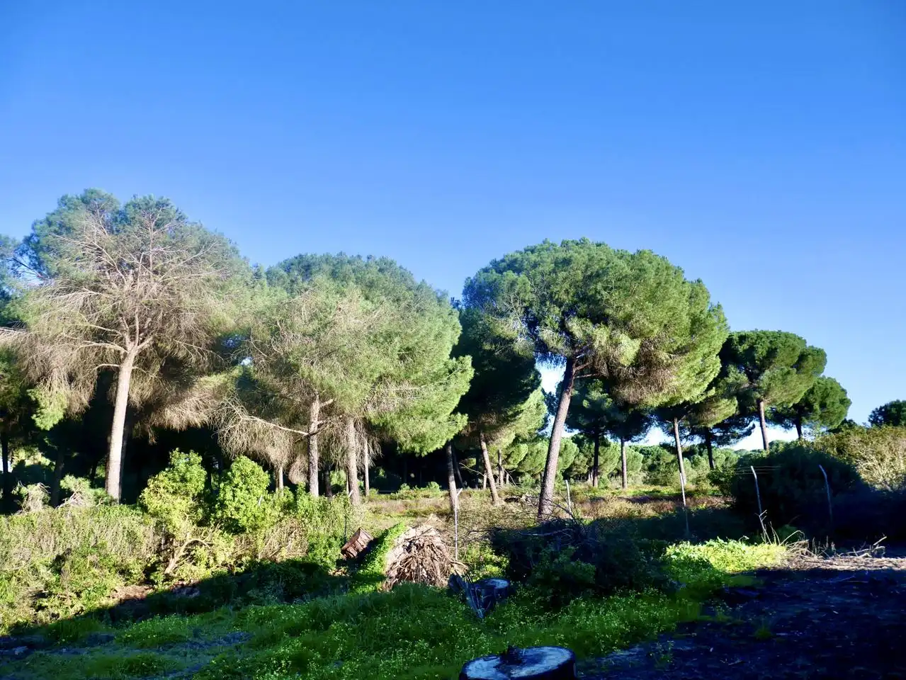 Casa o xalet en venda en Hinojos amb Jardí privat i Moblat