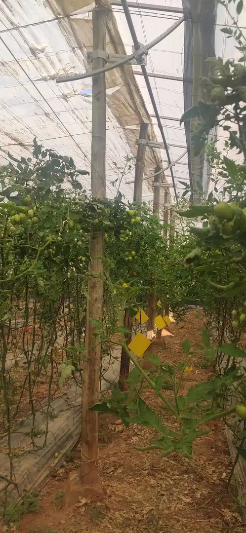 Casa rústica amb jardí en venda a Motril  ciudad, imagen 12