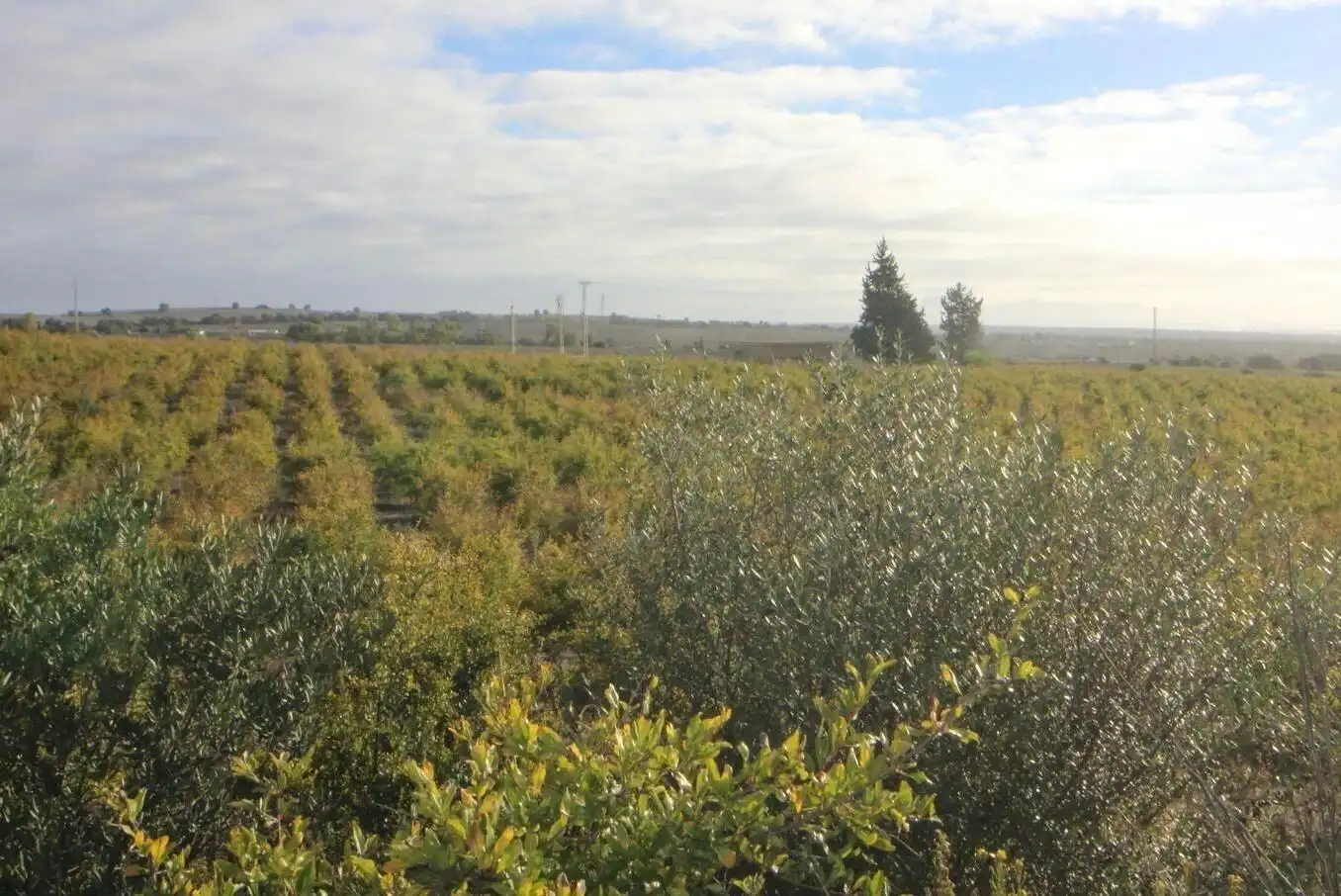 Country house zum Verkauf in El Retiro - Parque Atlántico - Ronda este