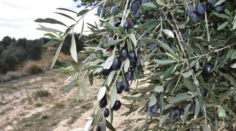 Photo 4 of Land for sale in Calle Mayor, 14, Calaceite, Teruel