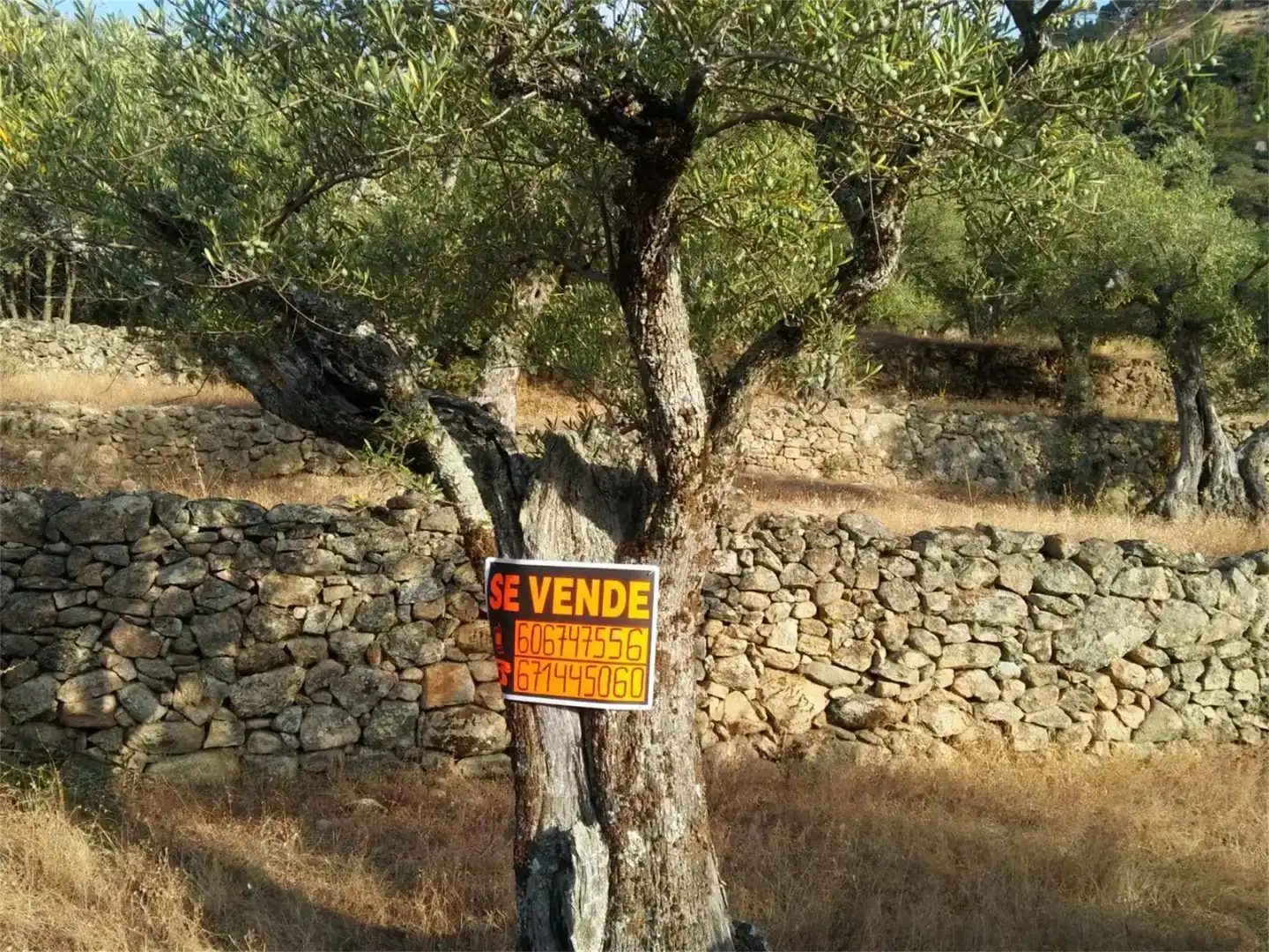 Terreno en venta en Pedro Bernardo
