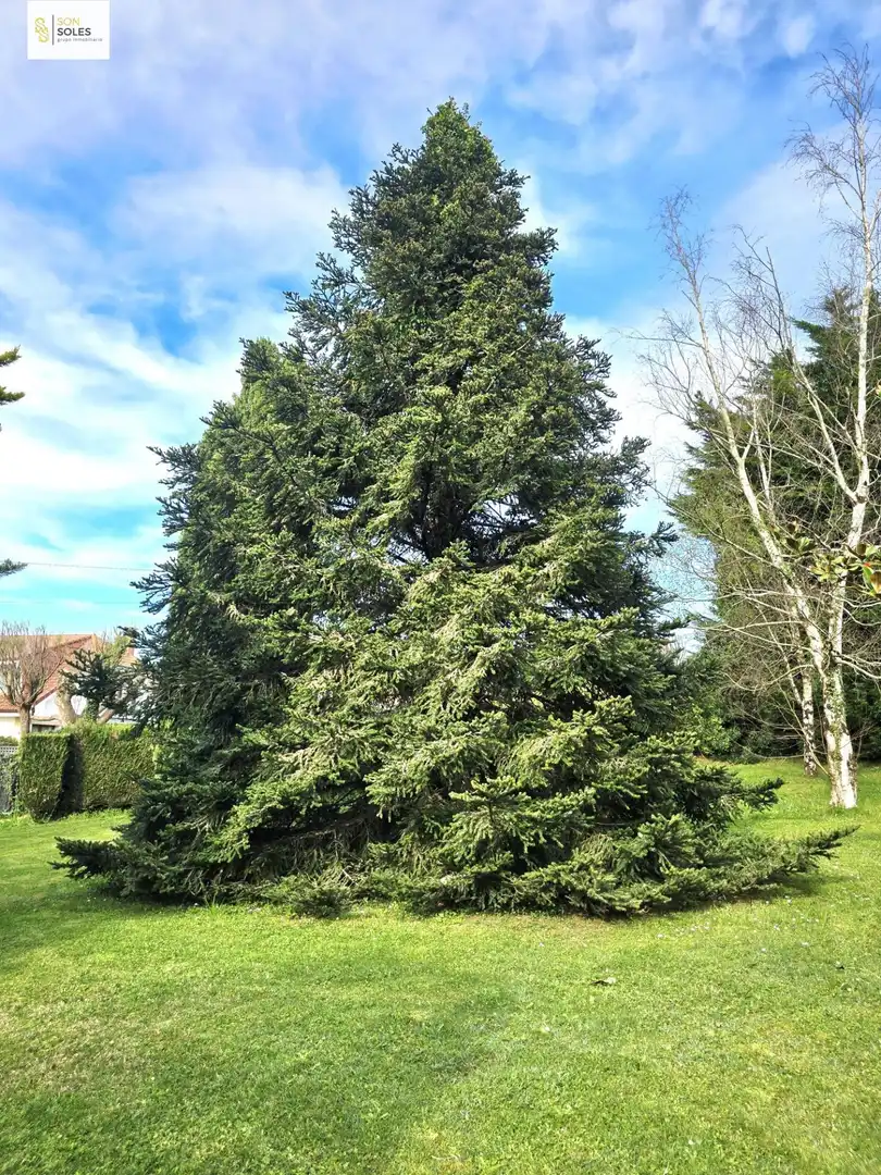 Jardí de Casa o xalet en venda en Villaescusa (Cantabria) amb Jardí privat, Terrassa i Traster