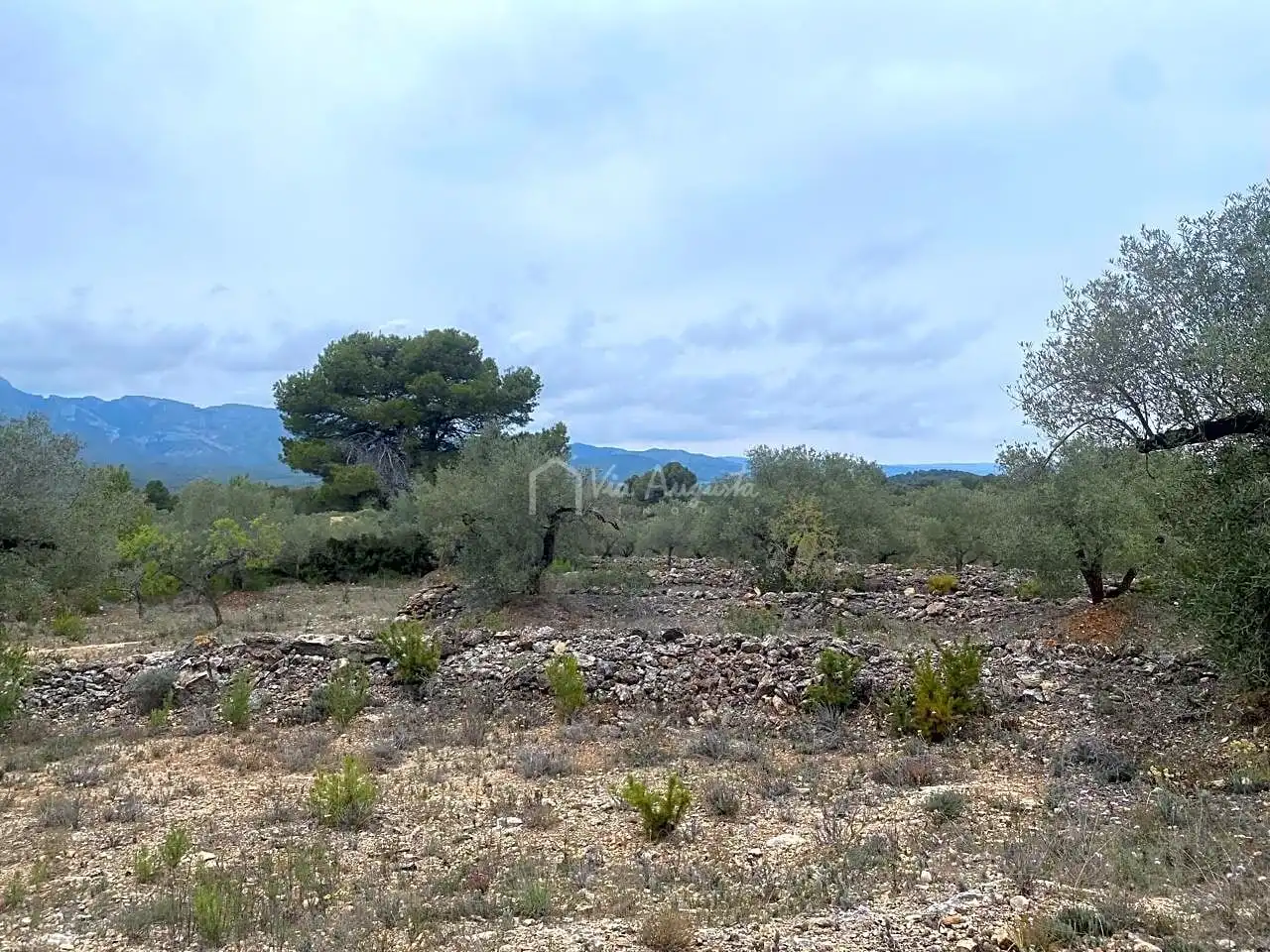 Terreno rustico in vendita a Burga, imagen 12