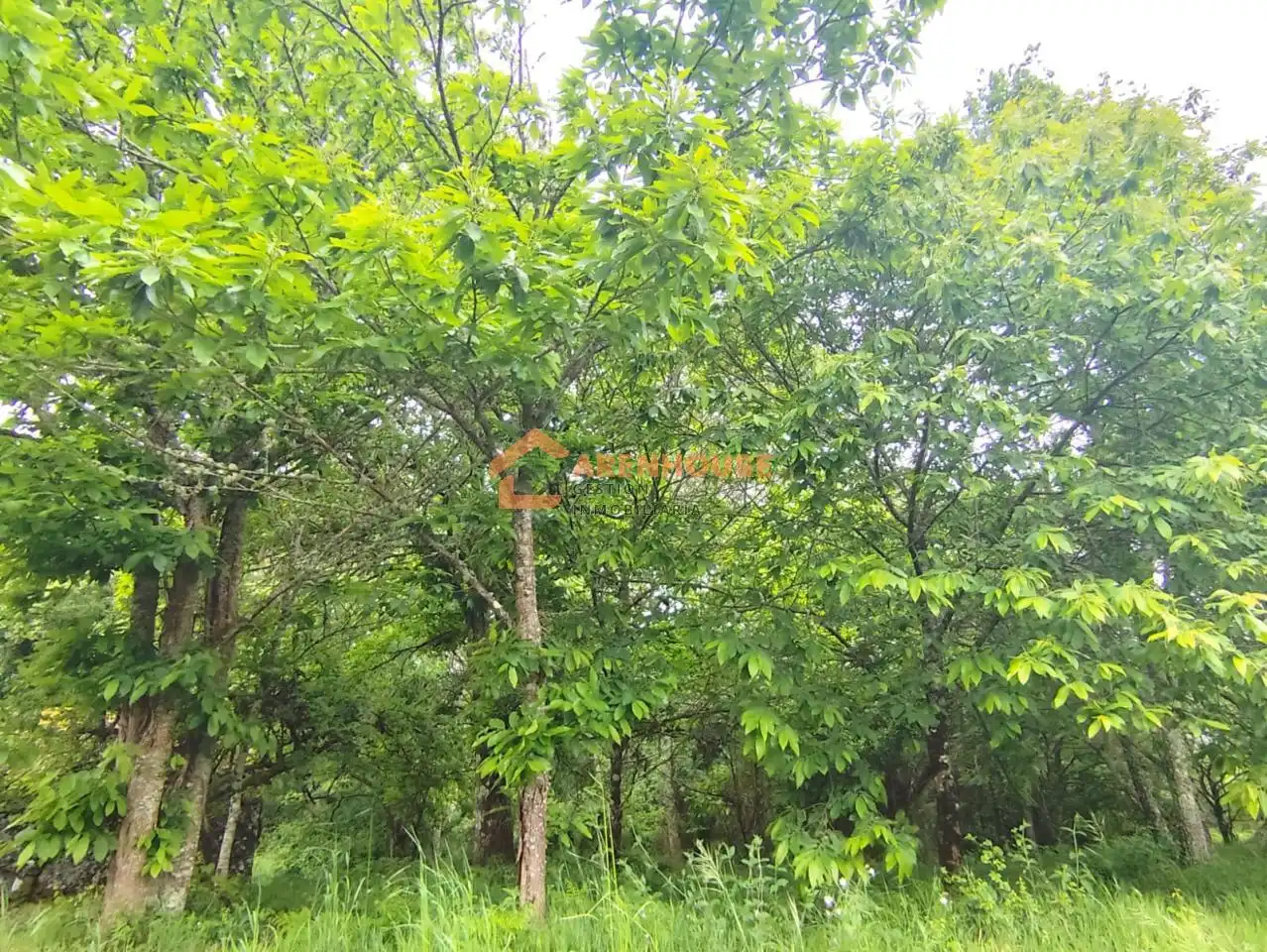 Terreni e lotti in vendita a Bande, imagen 5