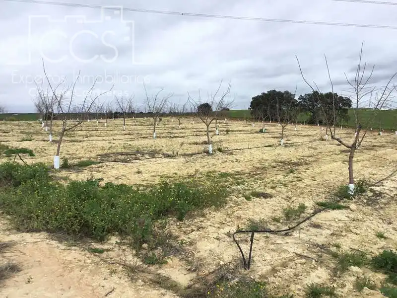Terreno rústico en venta en Huévar del Aljarafe, imagen 6