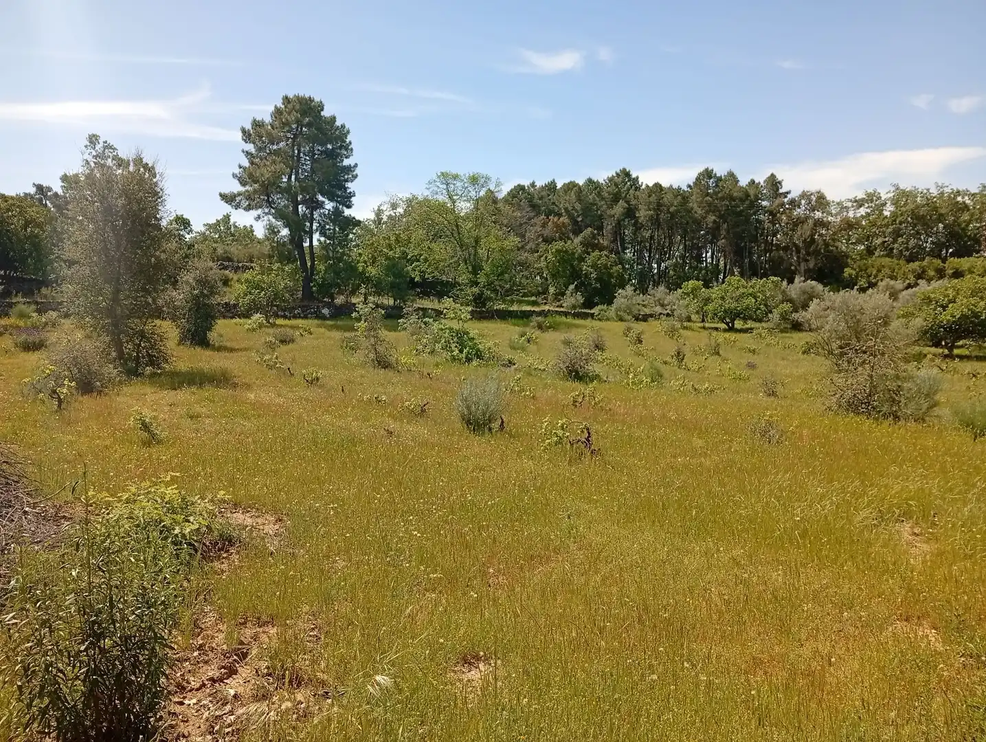 Terreni e lotti in vendita a Villanueva de la Vera, imagen 108