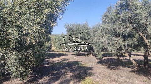Finca de olivar en zona Anjarón, imatge 3