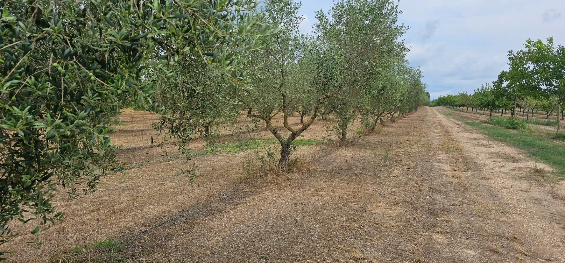 Land for sale in Móra d'Ebre